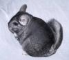 chinchilla